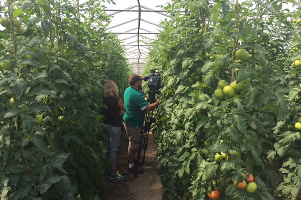 Drought affecting tomato growth